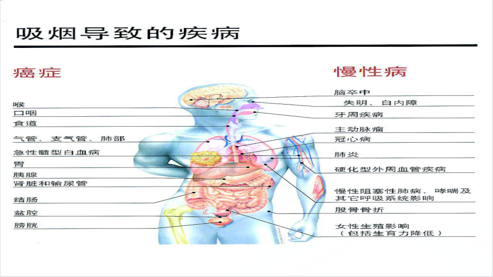 吸烟对人体4.png